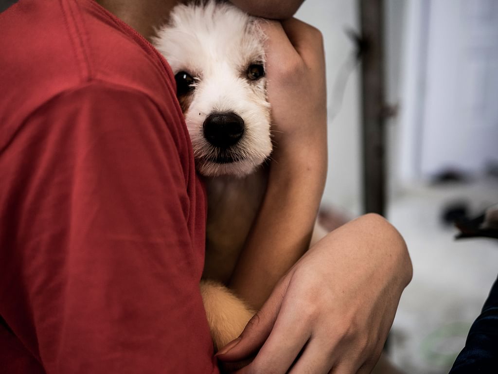 Dog