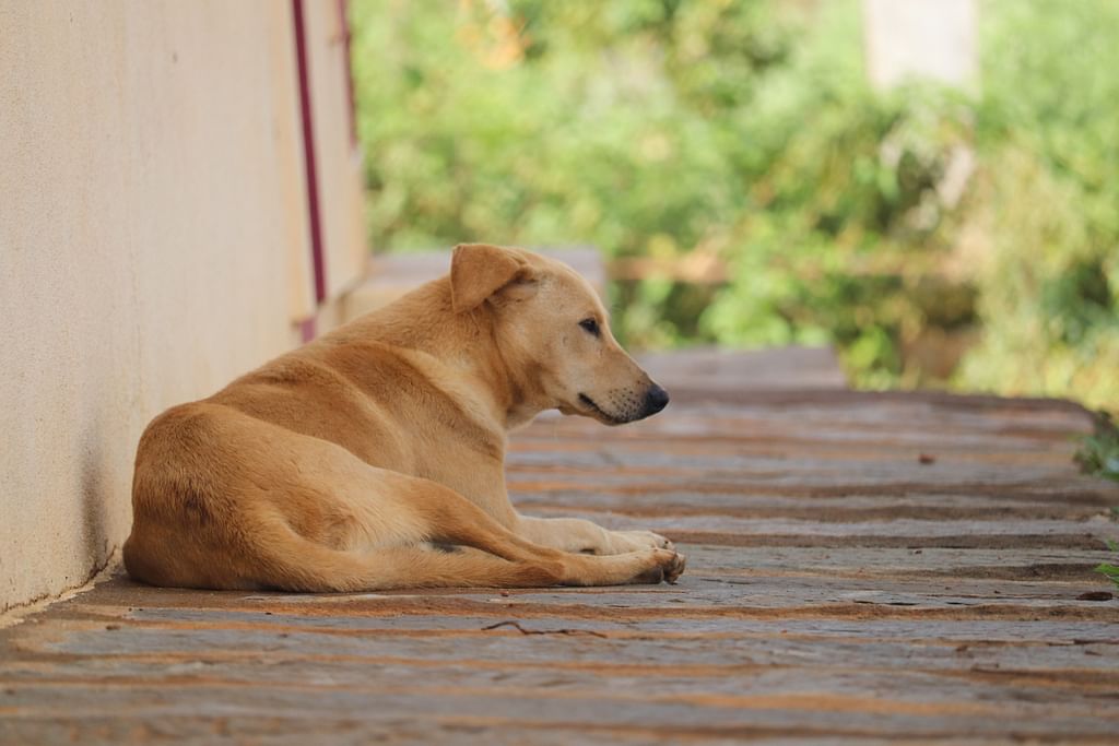 Dog