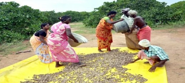 முந்திரி அறுவடையில் பெண்கள்