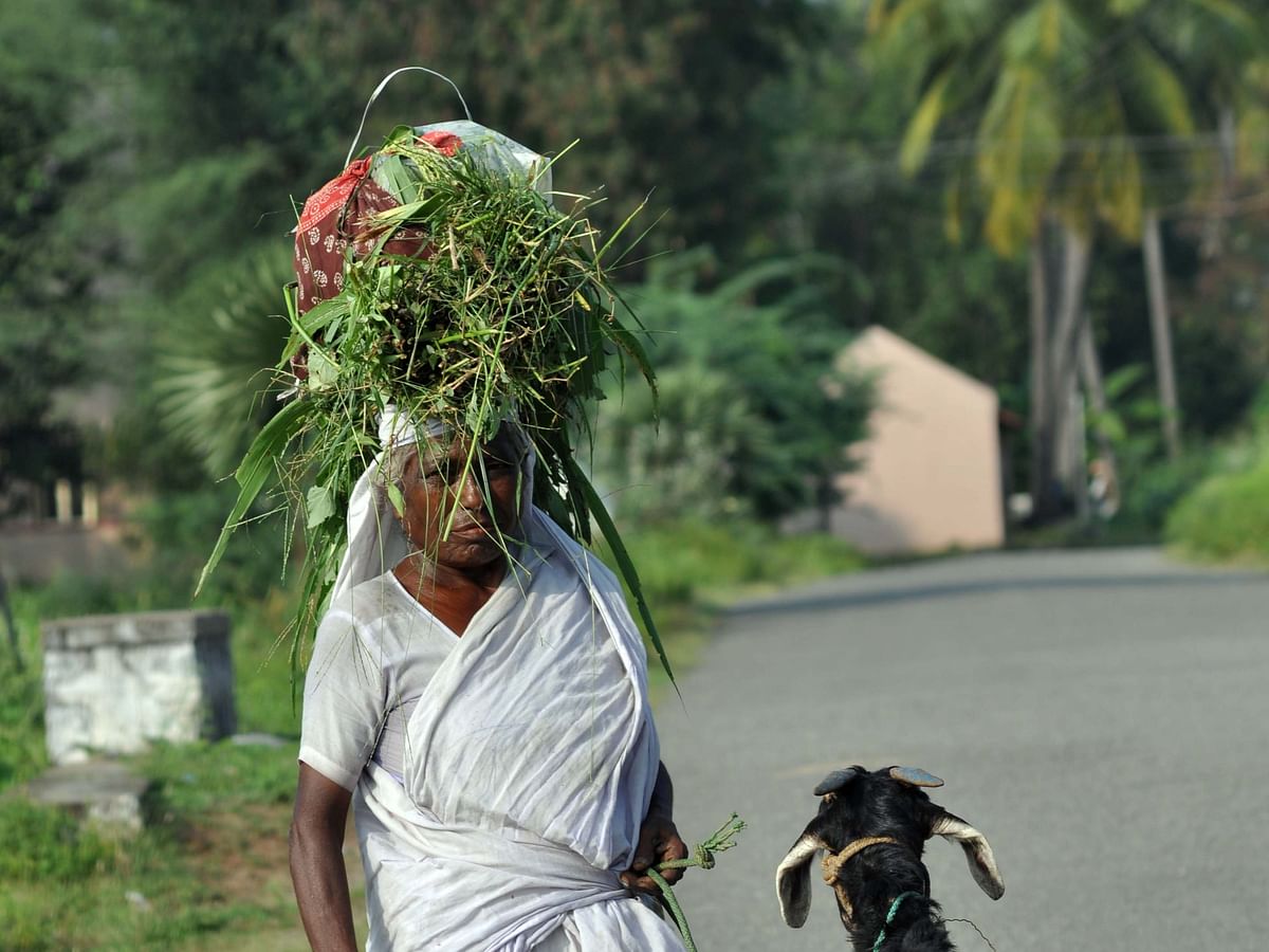 வேரற்ற மனுஷியின் பந்தம்! | My Vikatan