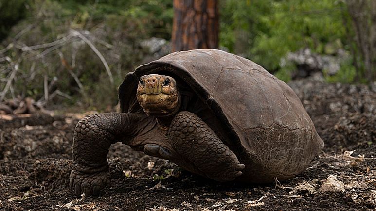 Fantastic Giant Tortoise