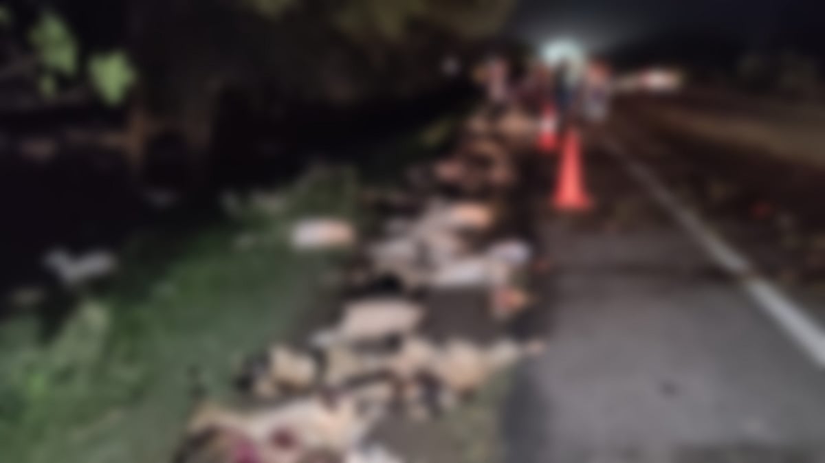 அரசுப் பேருந்தால் ஏற்பட்ட விபத்து - உரிமையாளருடன் 95 செம்மறி ஆடுகள் உடல் சிதறி உயிரிழப்பு