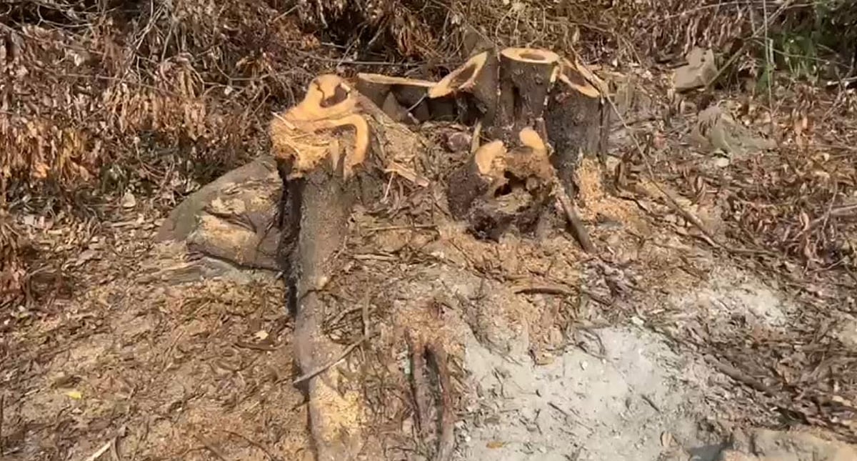 புதுச்சேரி: அரசு நிலத்தில் ஆயிரக்கணக்கான மரங்கள் வெட்டி திருட்டு - வனத்துறை விசாரணை