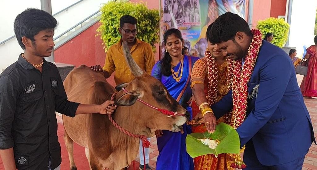 ஜல்லிக்கட்டு காளைக்கு விருந்து