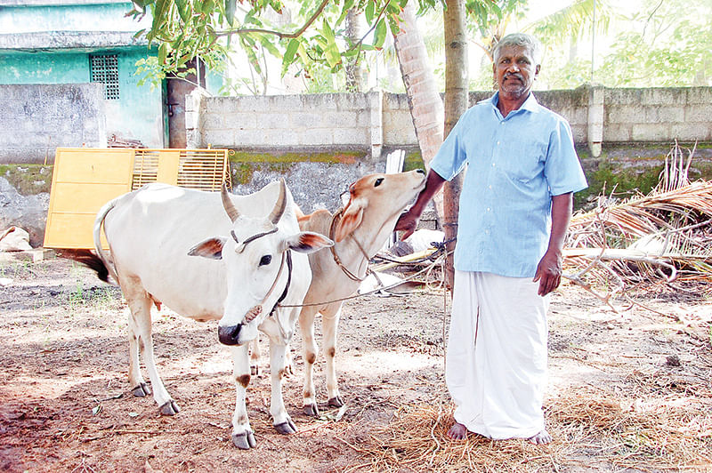 மாடுகளுடன்