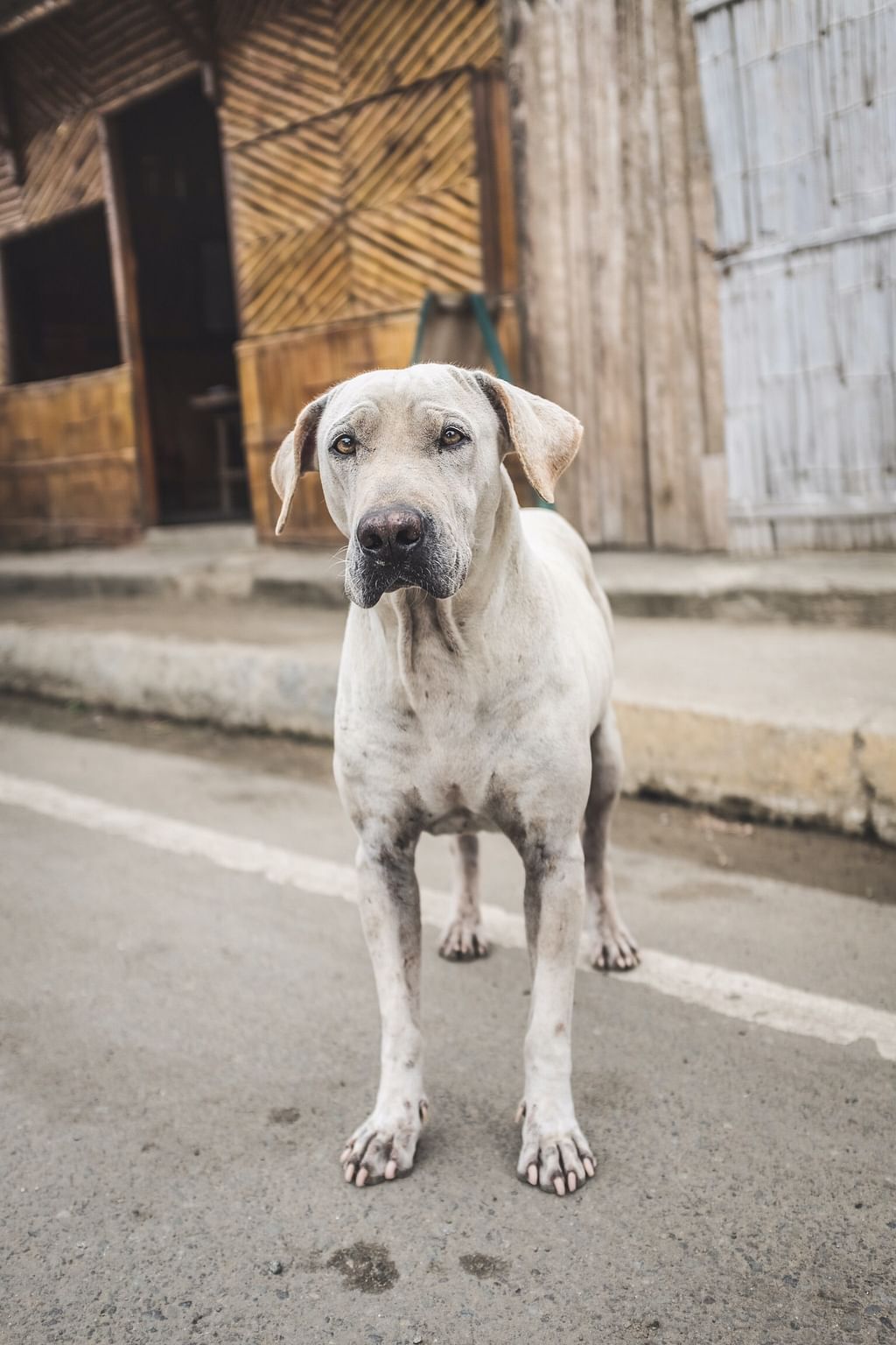 Dog