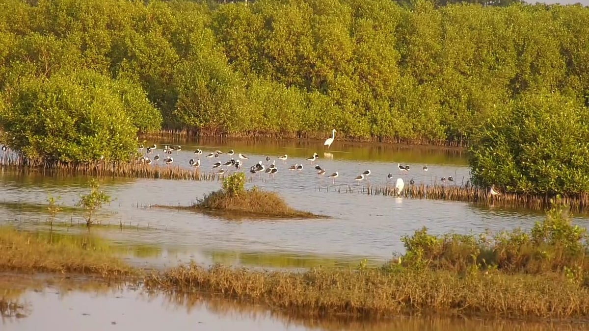 அலட்சியமான அலையாத்திக் காடு! பறவைகள் வருகை பாதிப்பு!