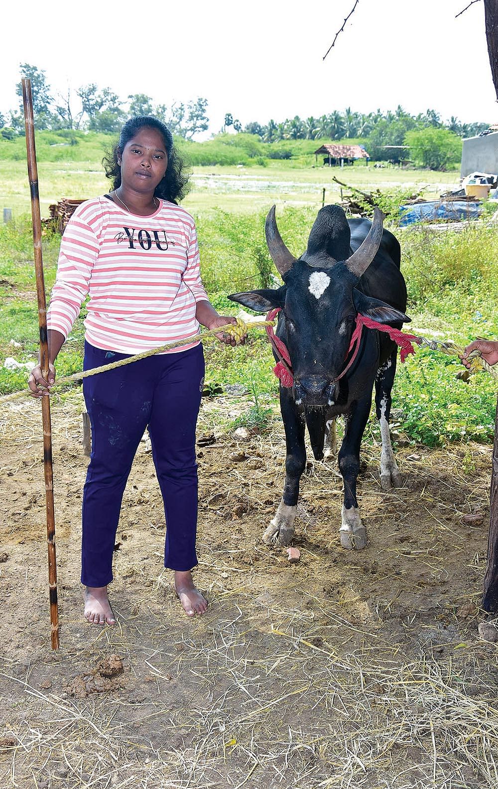 காளைகளும் கண்மணிகளும்! - ஜல்லிக்கட்டு மாடு வளர்க்கும் பெண்கள்
