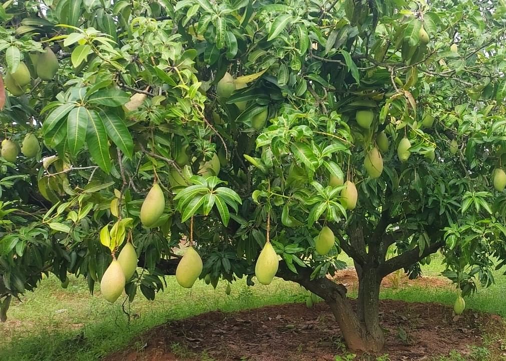 மா