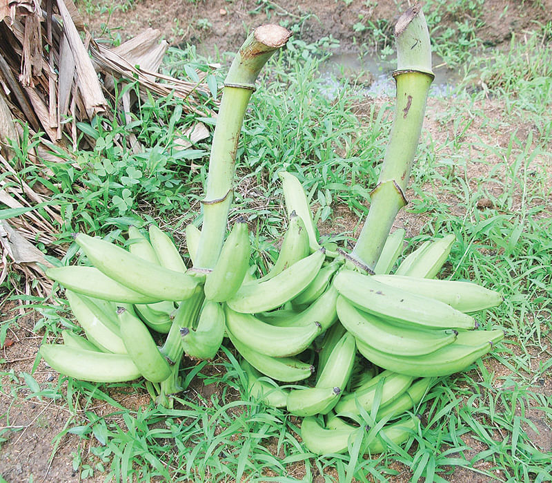 வாழை