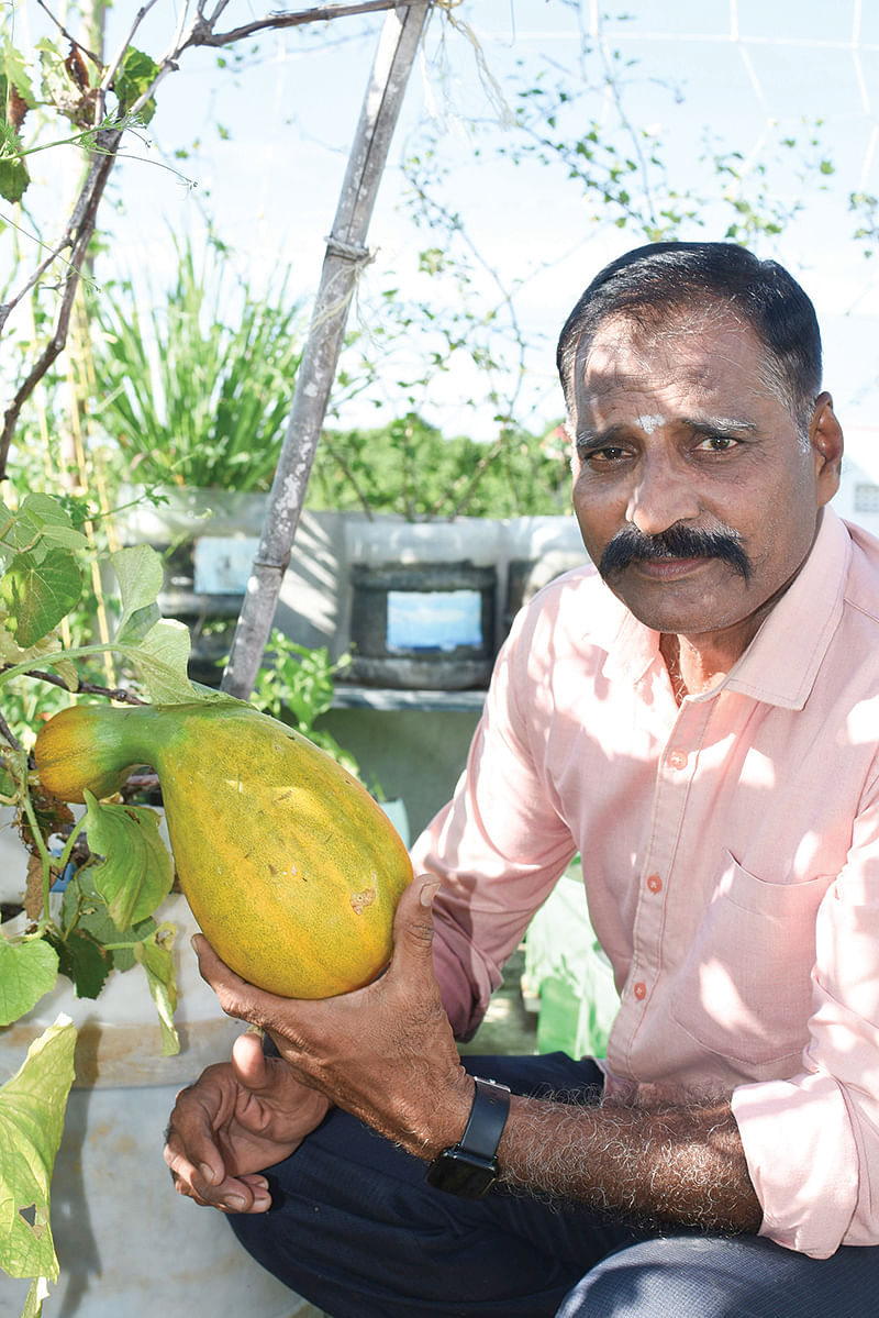 மாடித்தோட்டத்தில்