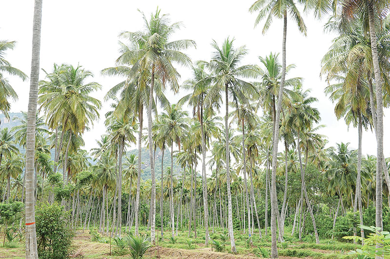 தென்னந்தோட்டம்