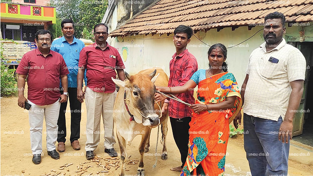 பெண்ணுக்கு கறவை மாடு வழங்குதல்