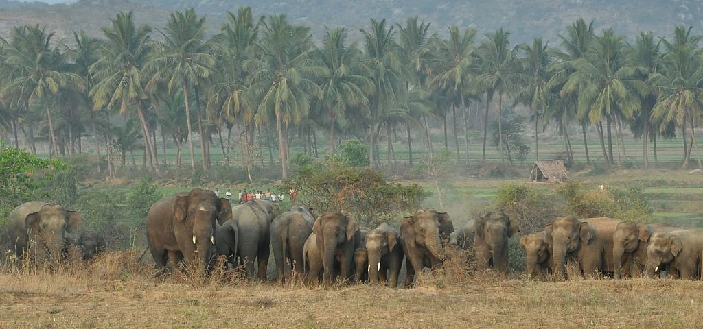 விளைநிலங்களில் யானைக்கூட்டம்.