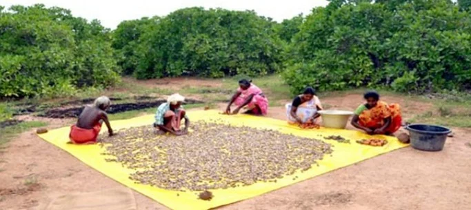 முந்திரி அறுவடை