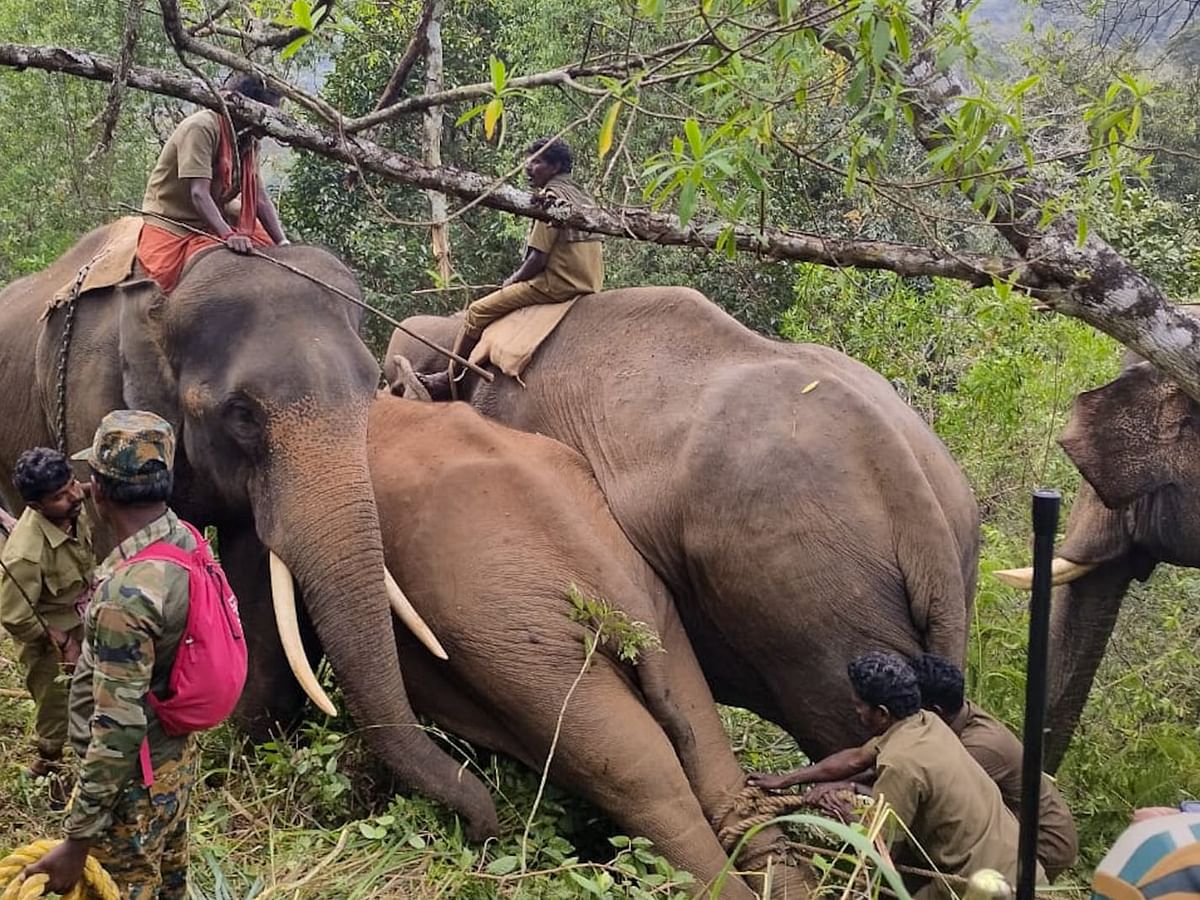 பிடிபட்டது பந்தலூர் மக்னா - 2 : முதுமலை அடர் வனத்துக்குள் விடுவிக்க முடிவு!
