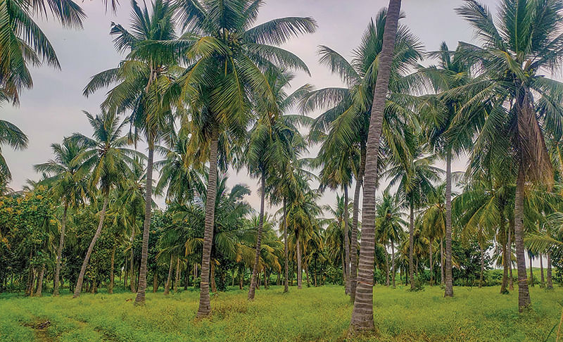 தென்னந்தோட்டம்