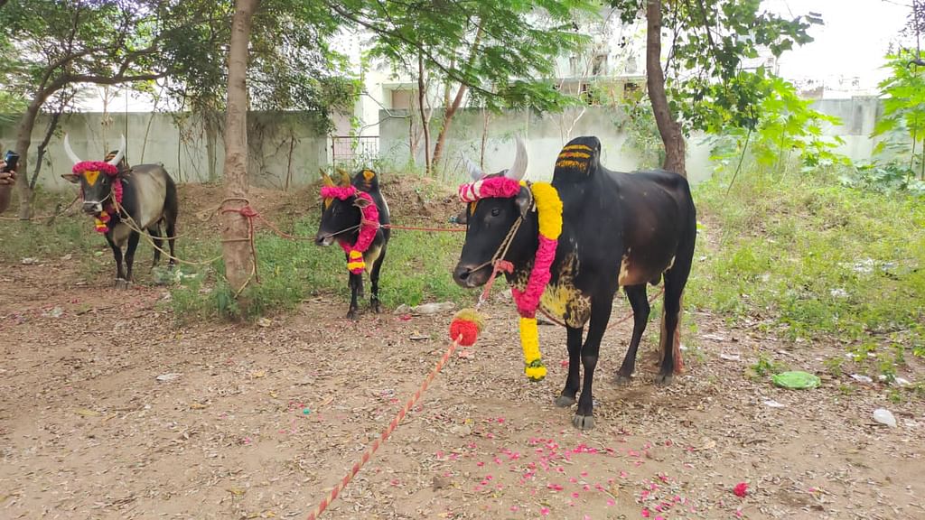 ஜல்லிக்கட்டு காளைகள்