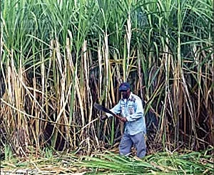 கரும்பு வயல்