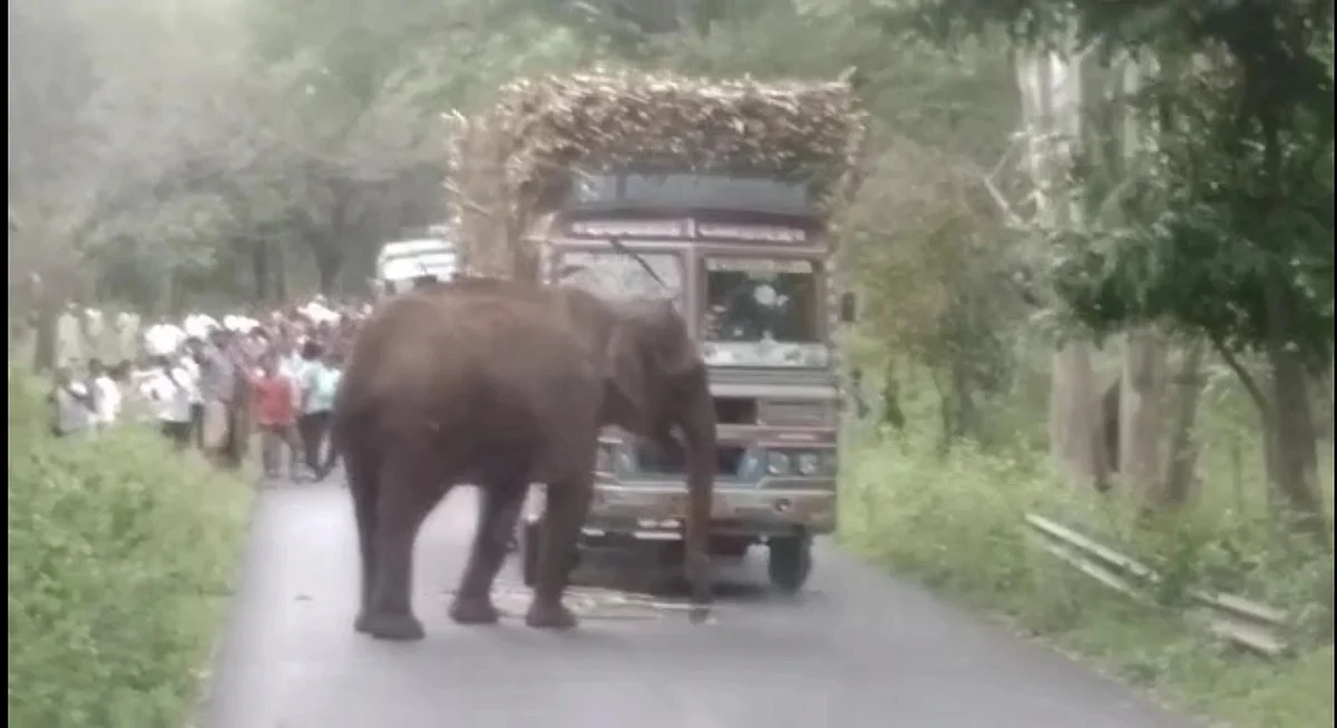(கோப்பு படம்) கரும்பு லாரியை வழிமறிக்கும் காட்டுயானை