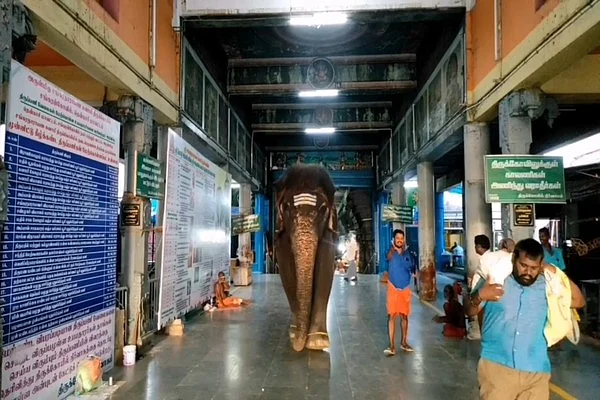 கோயில் யானை கோமதி