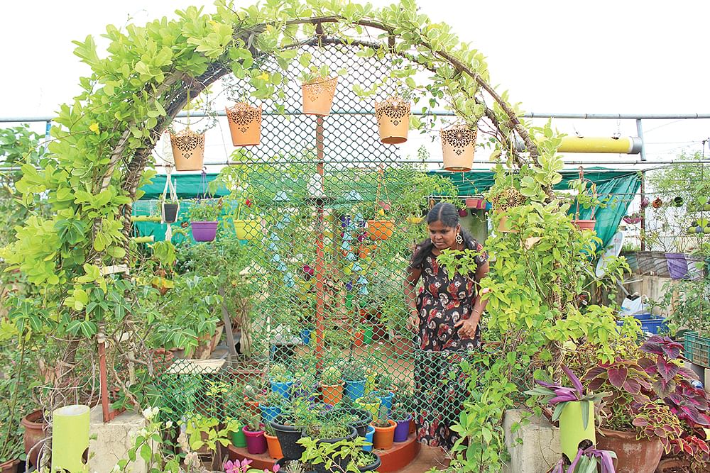மாடித்தோட்டம்