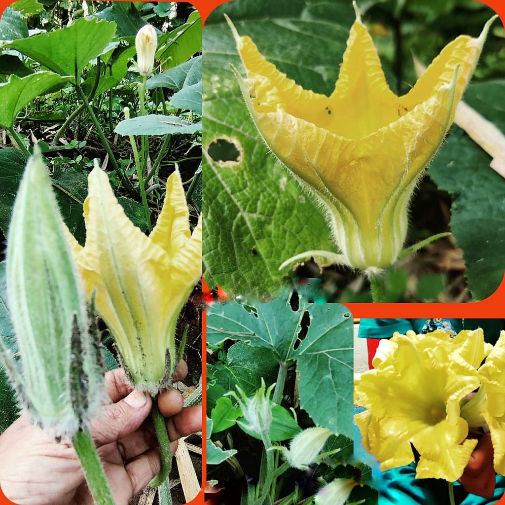 வாசலில் பூசணிப்பூ