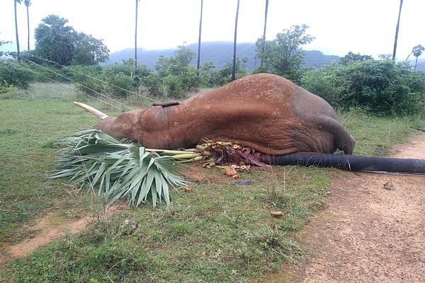 நெல்லை: பனையை வேரோடு பிடுங்கிய யானை... மின்சாரம் தாக்கி பலியான சோகம்!