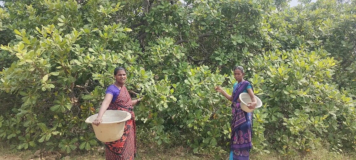 முந்திரித் தோப்பில் பழங்குடியினப் பெண்கள்