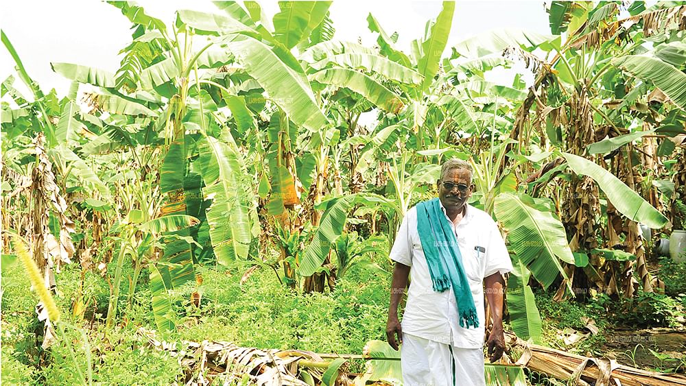 வாழைத்தோட்டத்தில் வேணுகோபால்