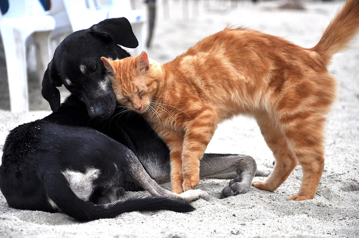 Animal love