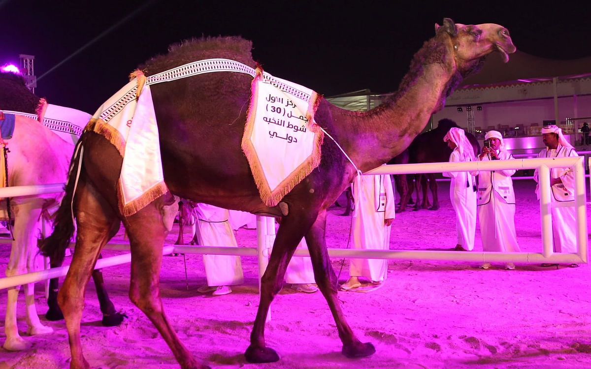 Camel Beauty World Cup: கத்தார் கால்பந்து கோப்பைக்கு மத்தியில் கவனம் ஈர்த்த `ஒட்டக அழகுப் போட்டி'!