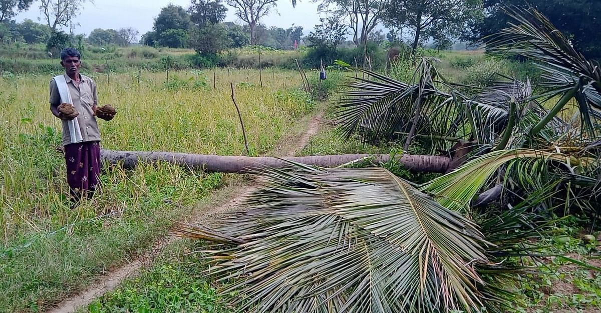 தென்னை மரங்கள் சேதம்.