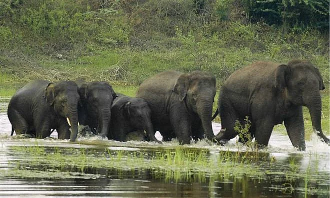 யானைகள்.