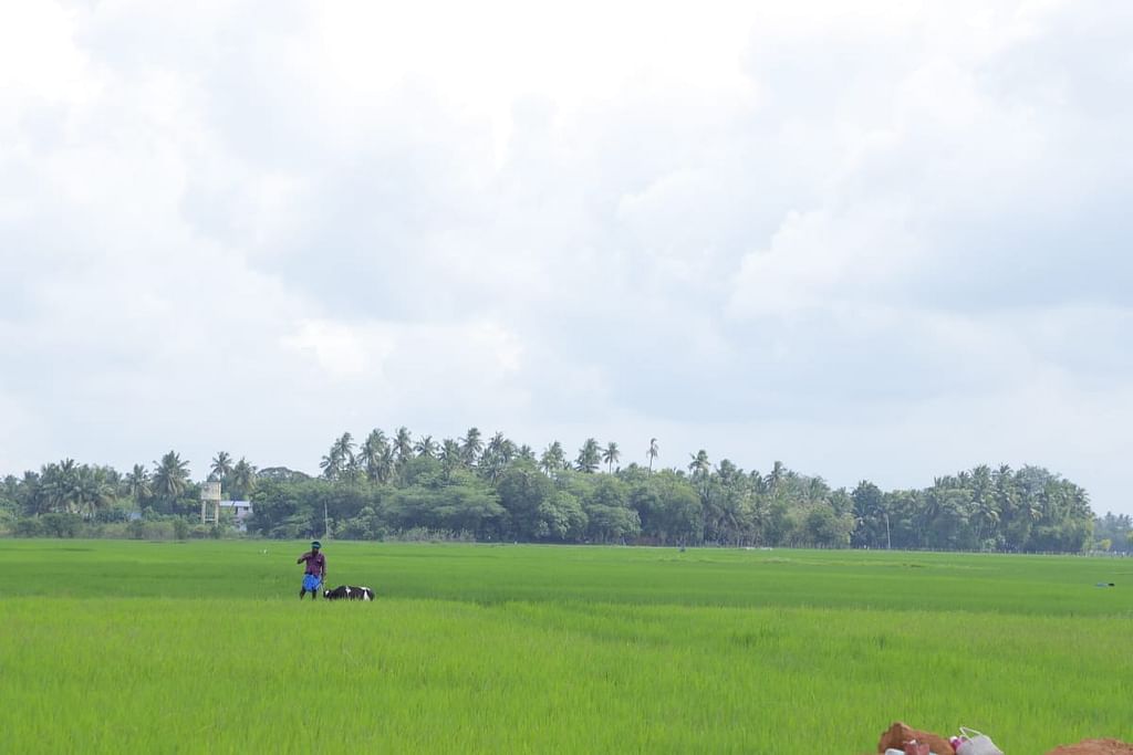 நெல் வயல்