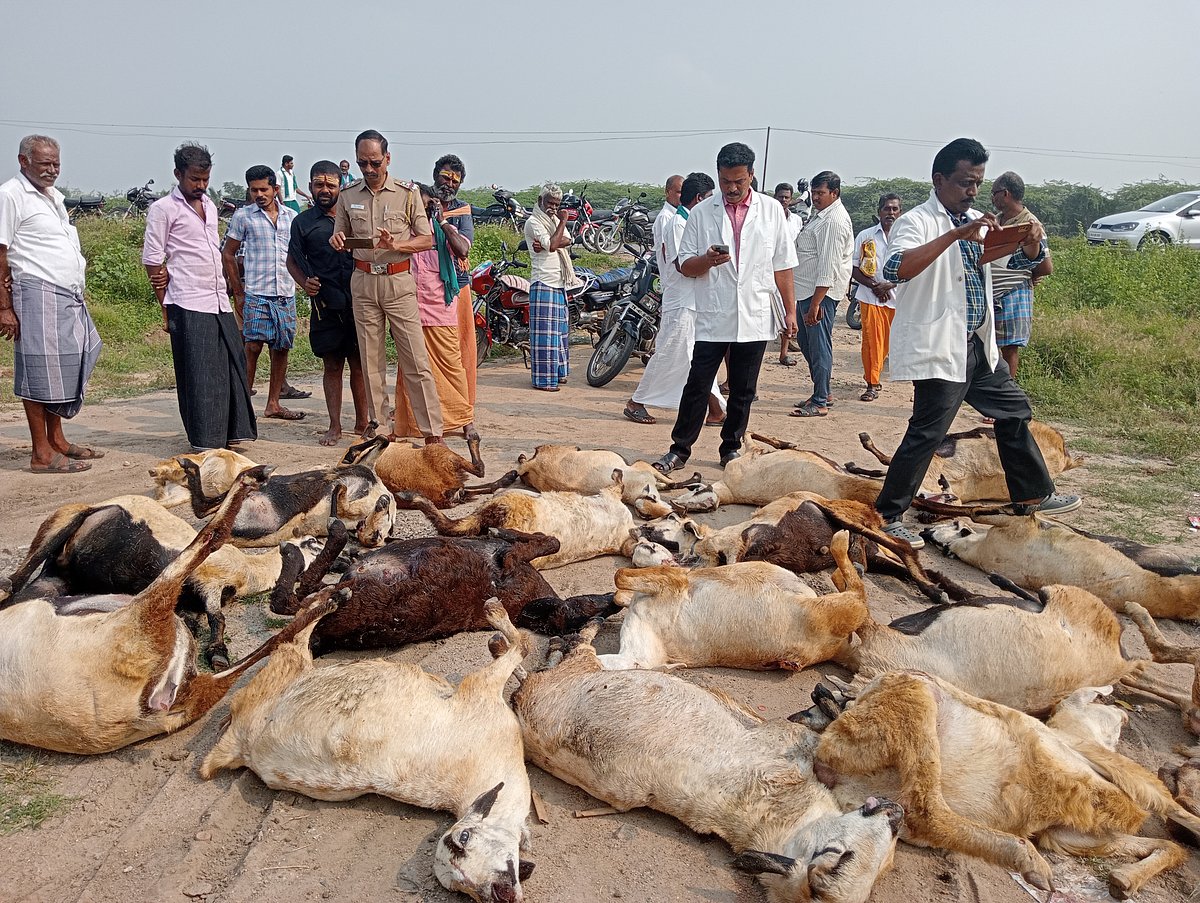 சாலையை கடக்க முயன்ற 21 ஆடுகள் கார் மோதி பலி! - மதுபோதையில் காரை இயக்கிய டிரைவர் மீது வழக்கு பதிவு!