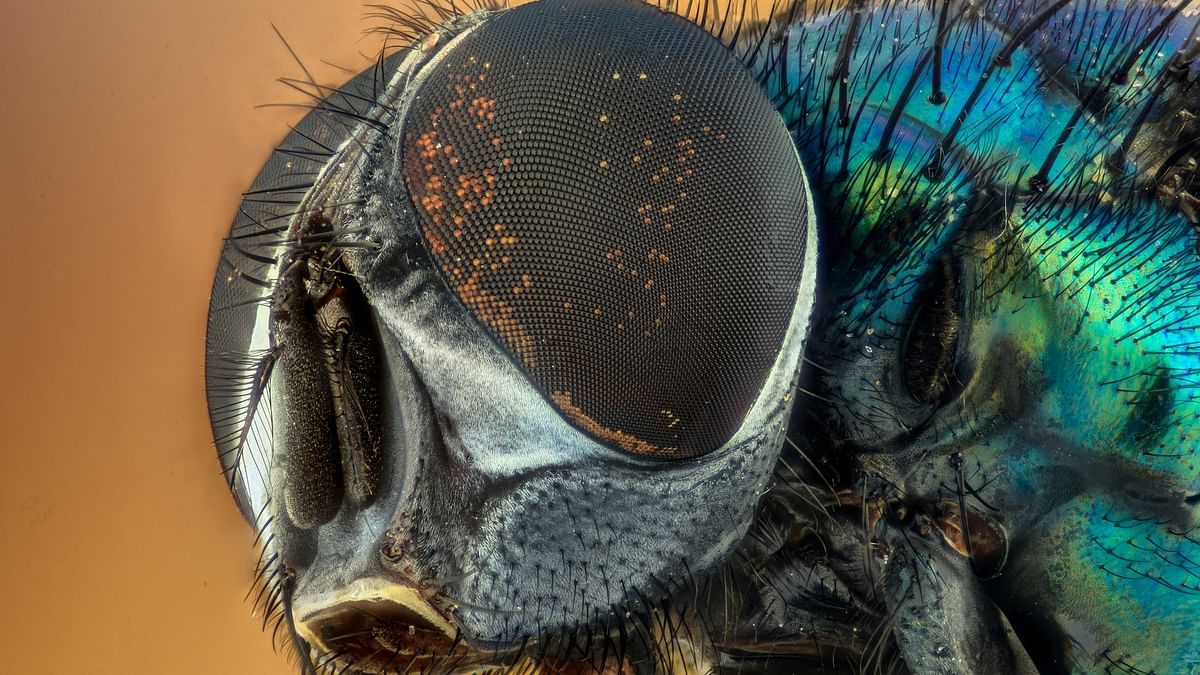 Flies