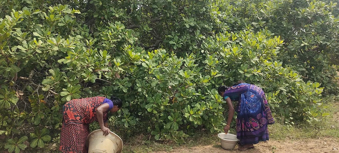 முந்திரி மரங்கள் பராமரிப்பு பணி
