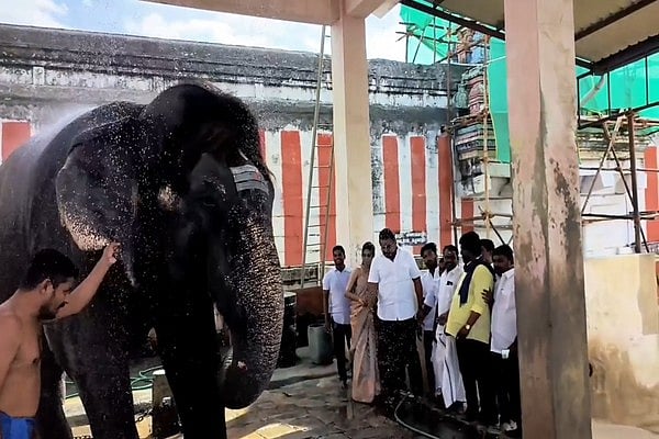 சங்கரன்கோவில்: மழையில் குளித்துக் குதூகலமிட்ட கோயில் யானை! - ஷவர் அமைத்துக் கொடுத்த எம்.எல்.ஏ