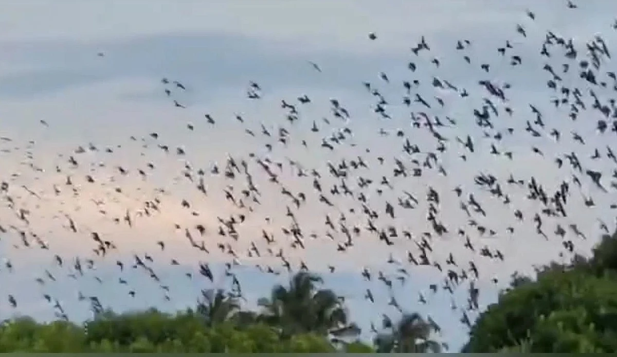 மணக்குடி வந்துள்ள ரோஸி ஸ்டார்லிங் பறவைகள்