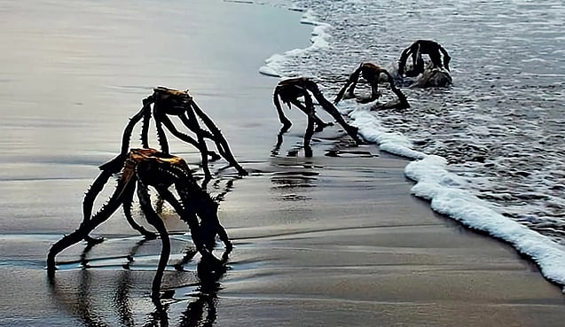 `கடற்கரையில் ஏலியன்கள்!' - குழம்பிய மக்கள், வைரல் புகைப்படம் | #ViralPhoto