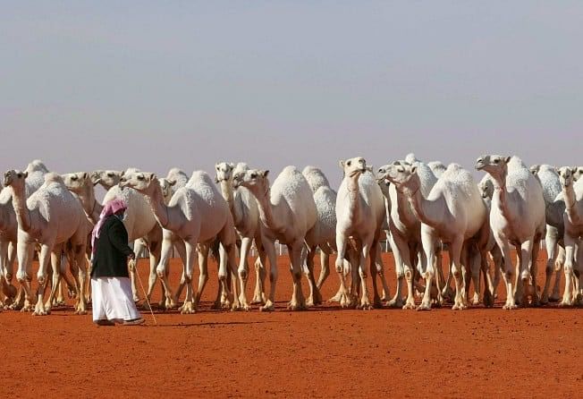 Camel beauty pageant