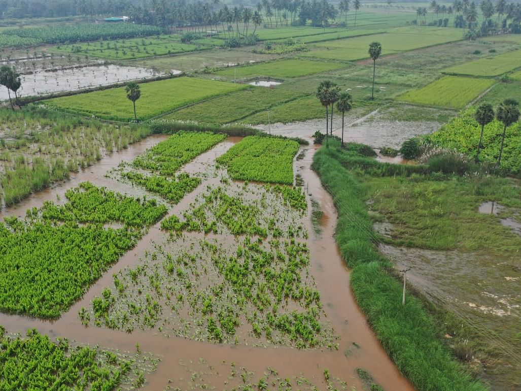 பெருந்துறை: கீழ்பவானி வாய்க்காலில் கரைகள் உடைந்து விளைநிலங்கள் நீரில் மூழ்கிய புகைப்படங்கள்!