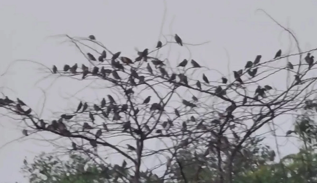 மரத்தின் மீது ரோஸி ஸ்டார்லிங்