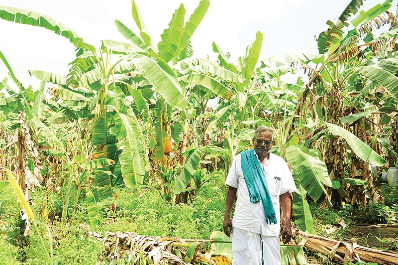 வாழைத்தோட்டத்தில் வேணுகோபால்