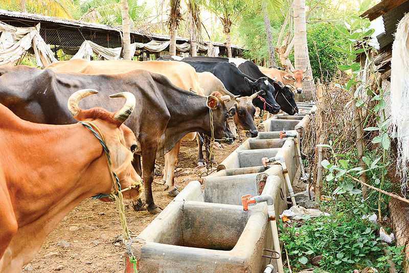 மாடுகள்