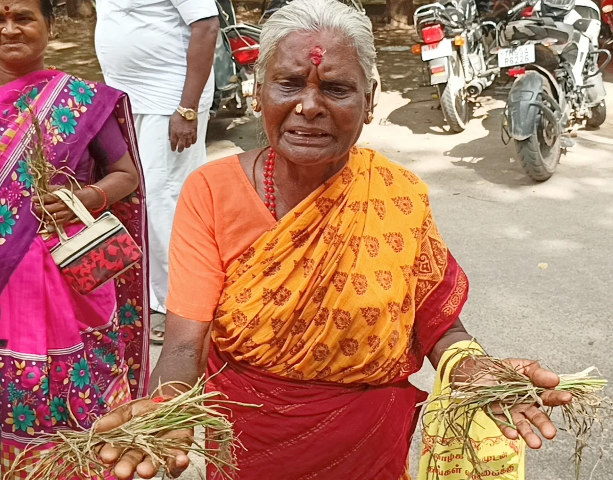 கருகிய பயிர்களுடன் கதறி அழுத பெண் விவசாய ஆறுமுகம்