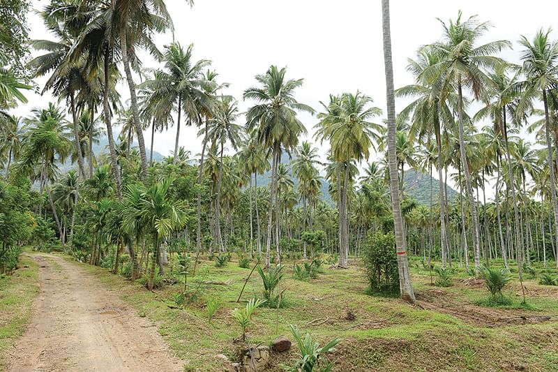 தென்னந்தோட்டம்