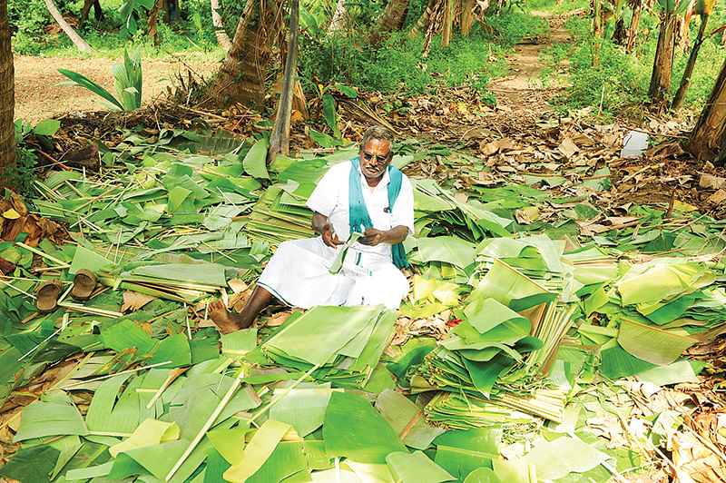 வாழை இலை