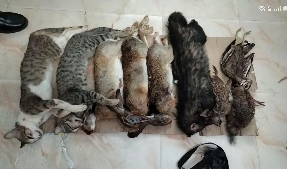 வேட்டையாடப்பட்ட வன உயிரினங்கள்